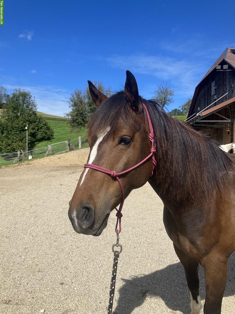 Mix-Pferd Wallach, geritten und gefahren (1- & 2-spännig)