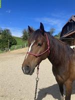 Mix-Pferd Wallach, geritten und gefahren (1- & 2-spännig)