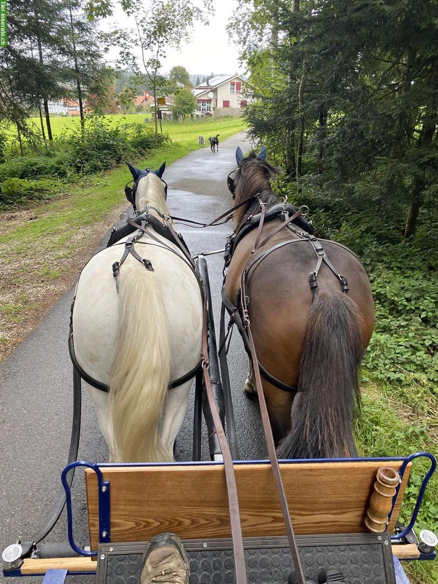 Bild 2: Mix-Pferd Wallach, geritten und gefahren (1- & 2-spännig)
