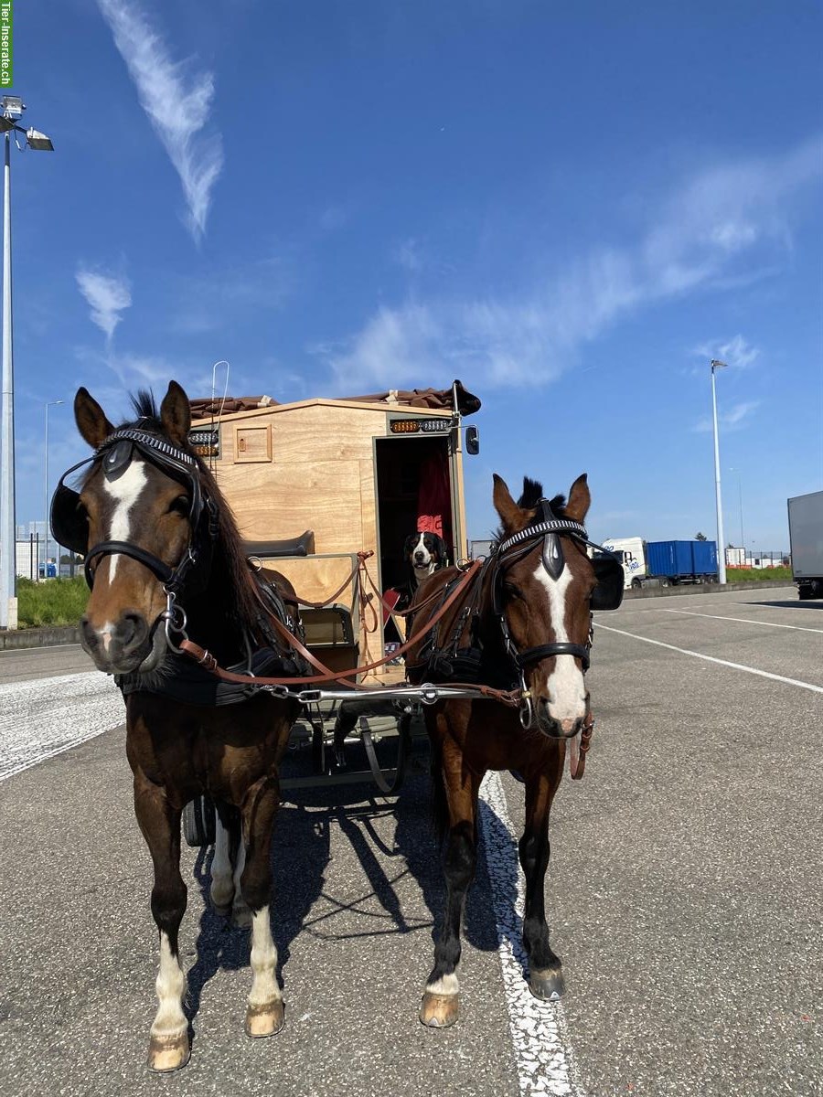 Bild 3: Mix-Pferd Wallach, geritten und gefahren (1- & 2-spännig)