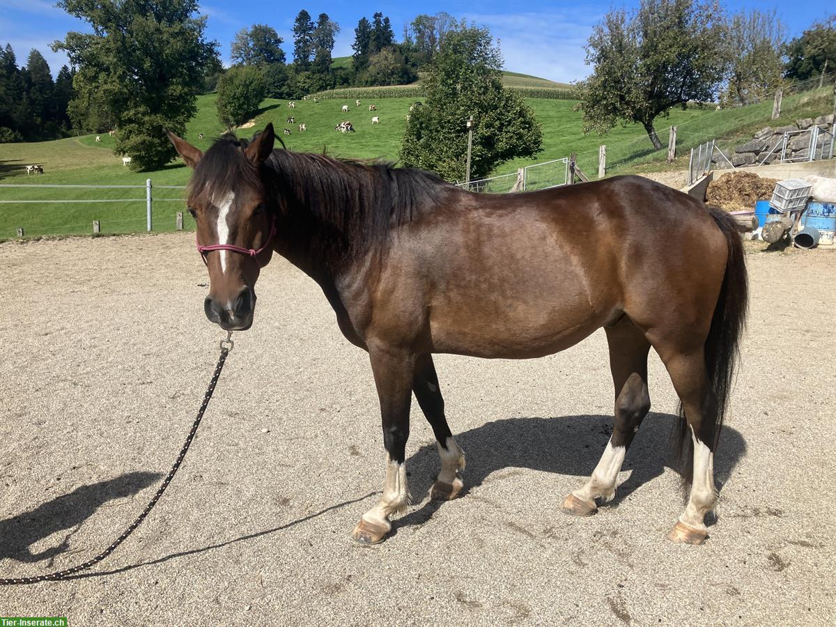 Bild 4: Mix-Pferd Wallach, geritten und gefahren (1- & 2-spännig)