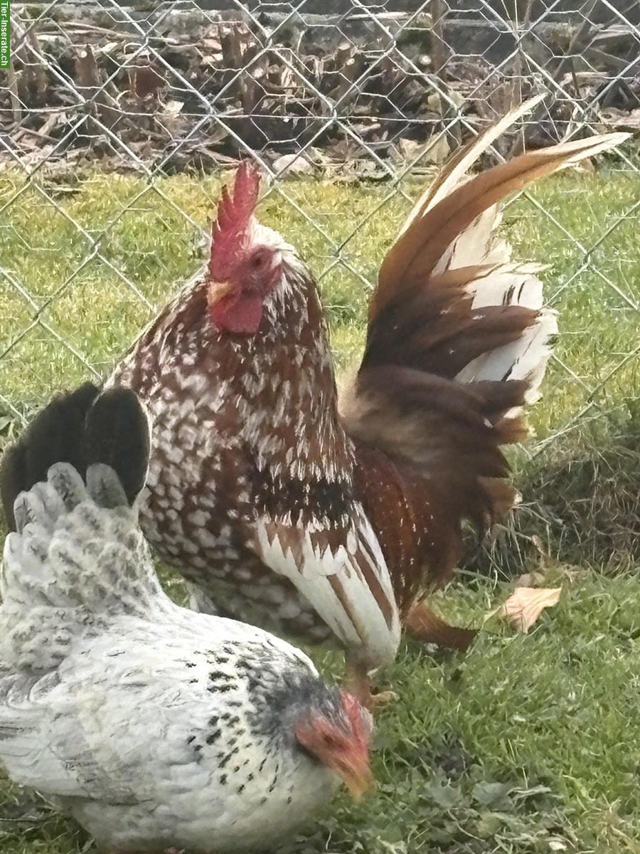 Serama Hühnerschar mit Hahn abzugeben