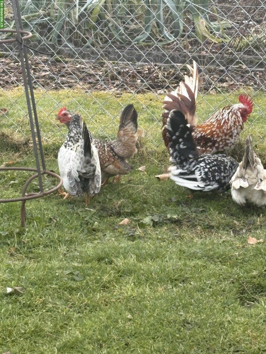 Bild 2: Serama Hühnerschar mit Hahn abzugeben