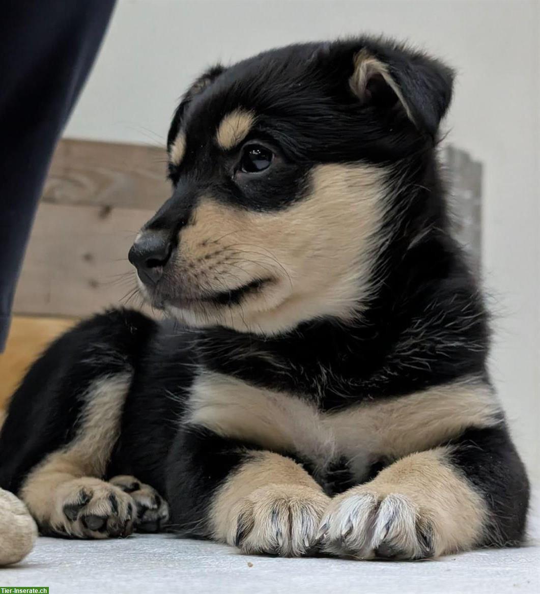 Collie x Kelpie/Bordercollie Mix Welpen