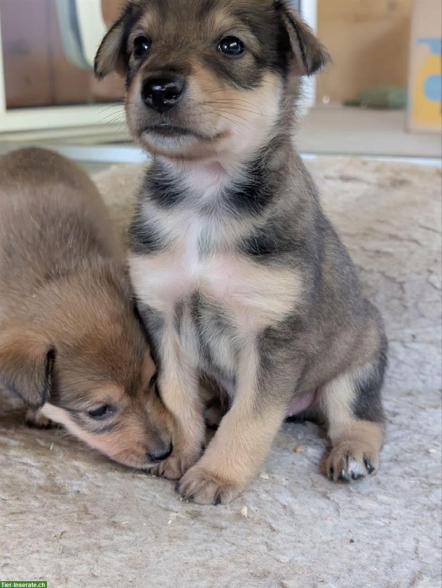 Bild 10: Collie x Kelpie/Bordercollie Mix Welpen