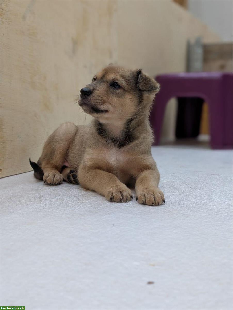 Bild 2: Collie x Kelpie/Bordercollie Mix Welpen