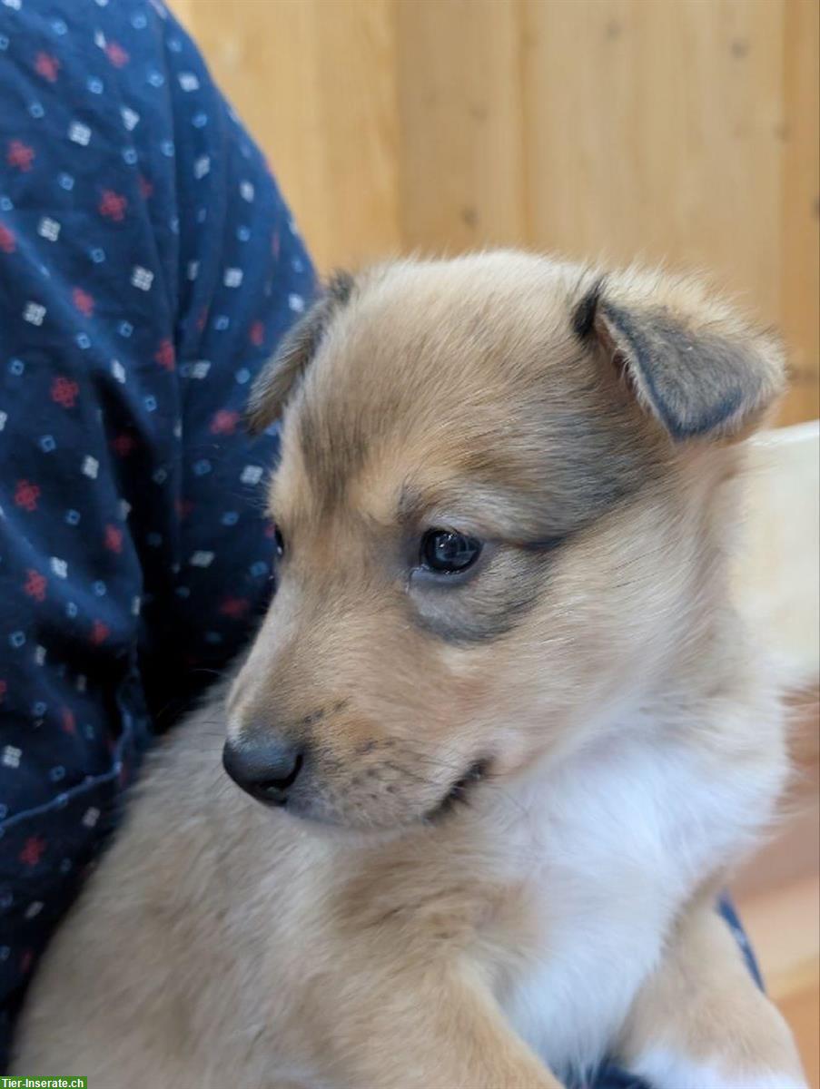 Bild 3: Collie x Kelpie/Bordercollie Mix Welpen