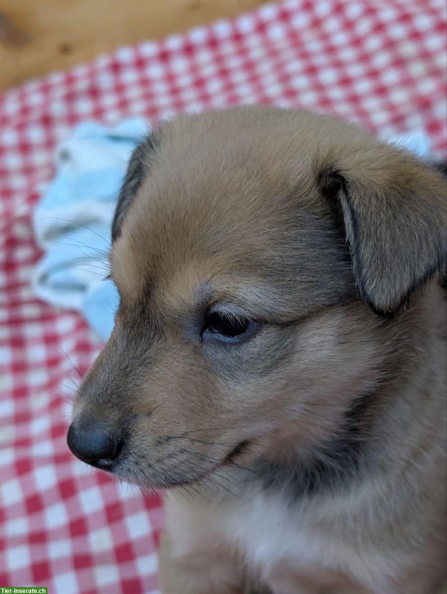 Bild 4: Collie x Kelpie/Bordercollie Mix Welpen