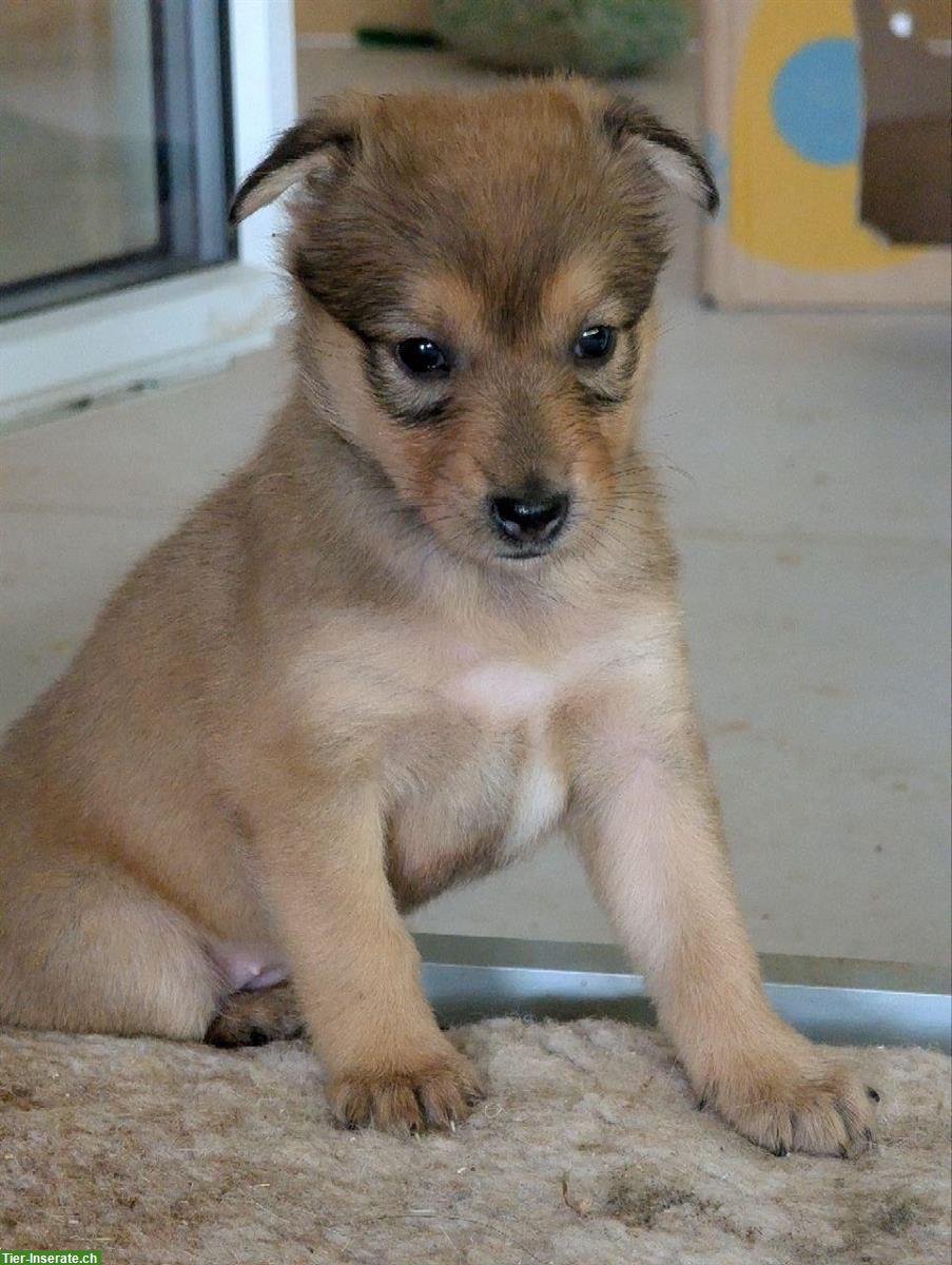 Bild 6: Collie x Kelpie/Bordercollie Mix Welpen