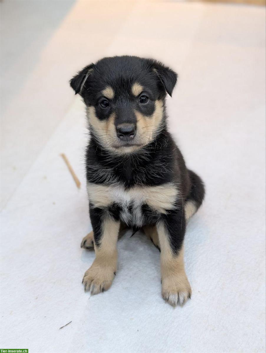 Bild 7: Collie x Kelpie/Bordercollie Mix Welpen