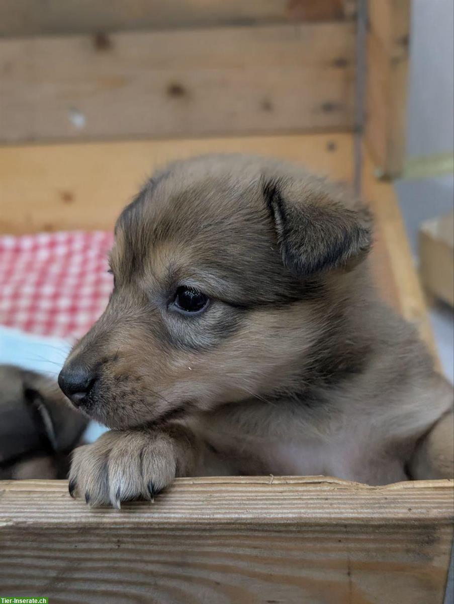 Bild 8: Collie x Kelpie/Bordercollie Mix Welpen