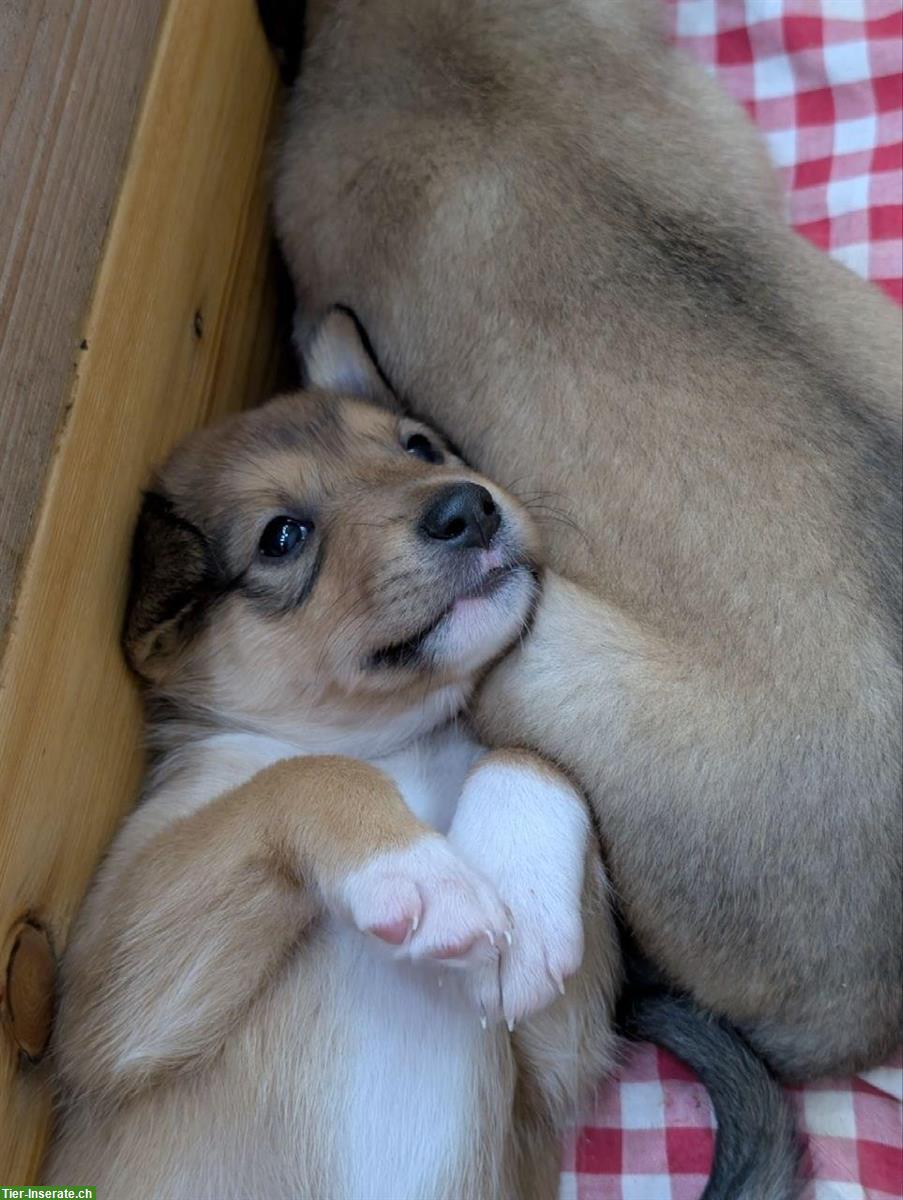Bild 9: Collie x Kelpie/Bordercollie Mix Welpen