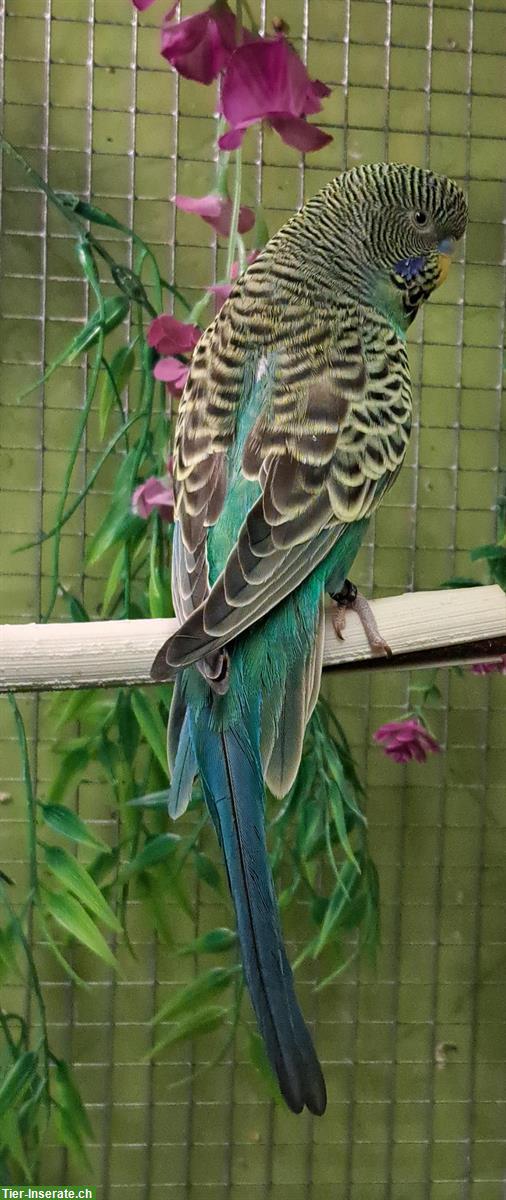 Bild 2: Wellensittich Blackface zu verkaufen