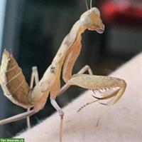 Gottesanbeterinnen abzugeben, diverse Arten aus Zucht