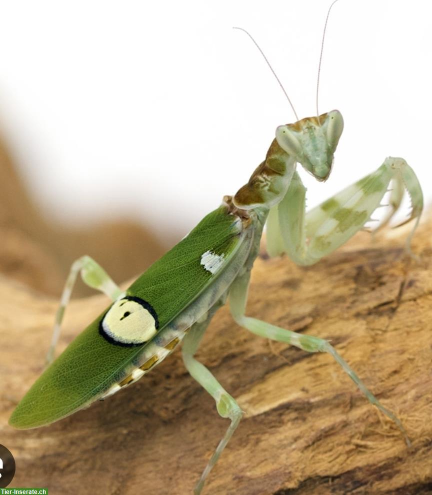 Bild 2: Gottesanbeterinnen abzugeben, diverse Arten aus Zucht