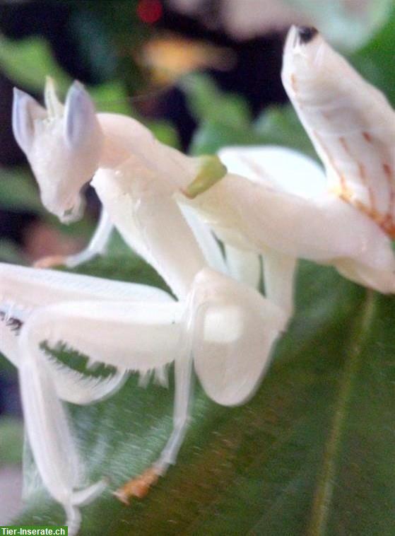 Bild 3: Gottesanbeterinnen abzugeben, diverse Arten aus Zucht