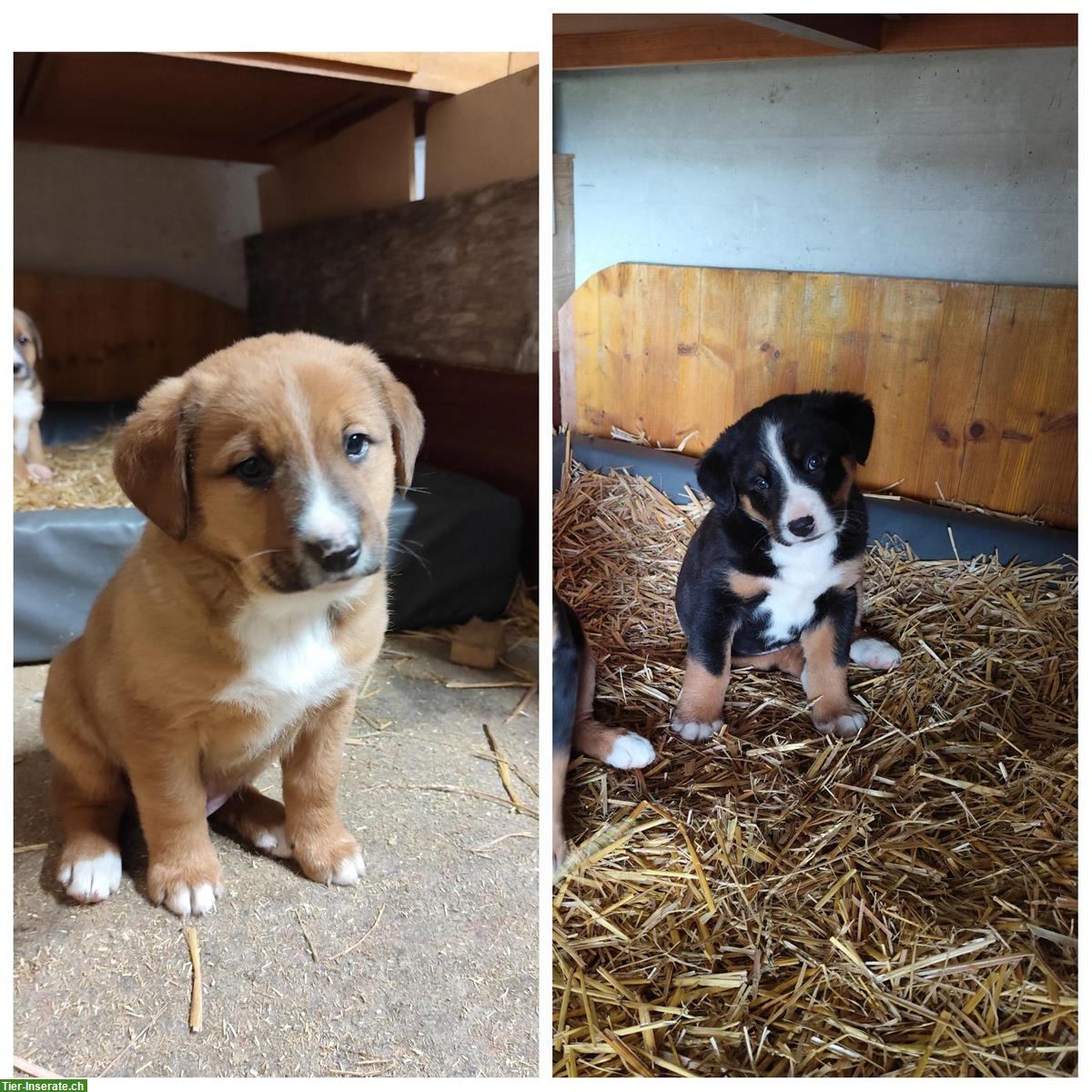 Berner/Appenzeller Sennenhund Mix Welpen (2 Rüden)