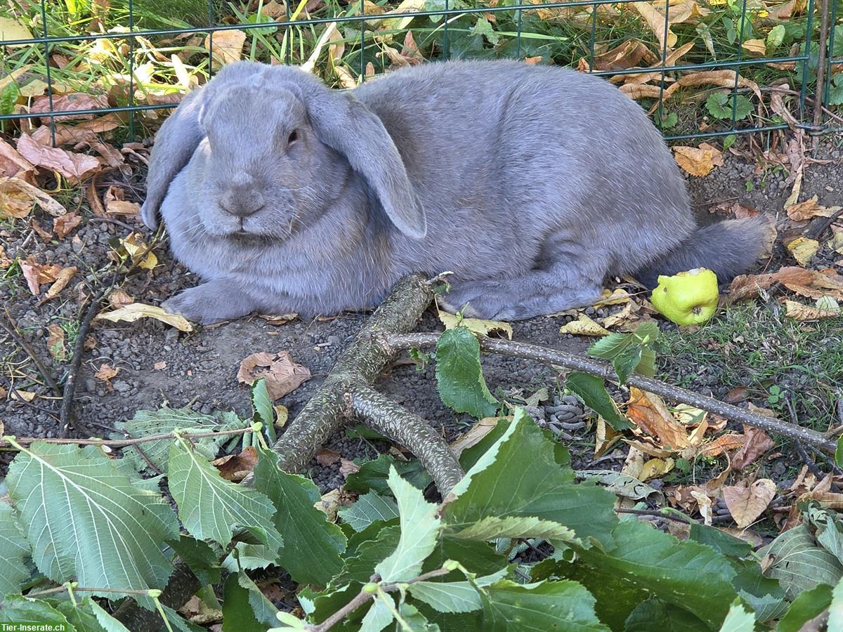 Französische Widder, grosse Kaninchenrasse