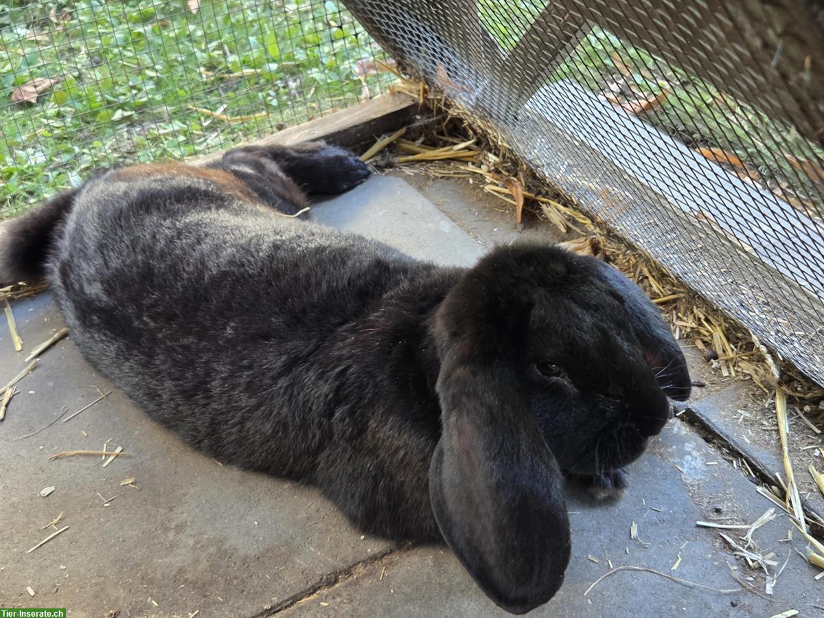 Bild 2: Französische Widder, grosse Kaninchenrasse