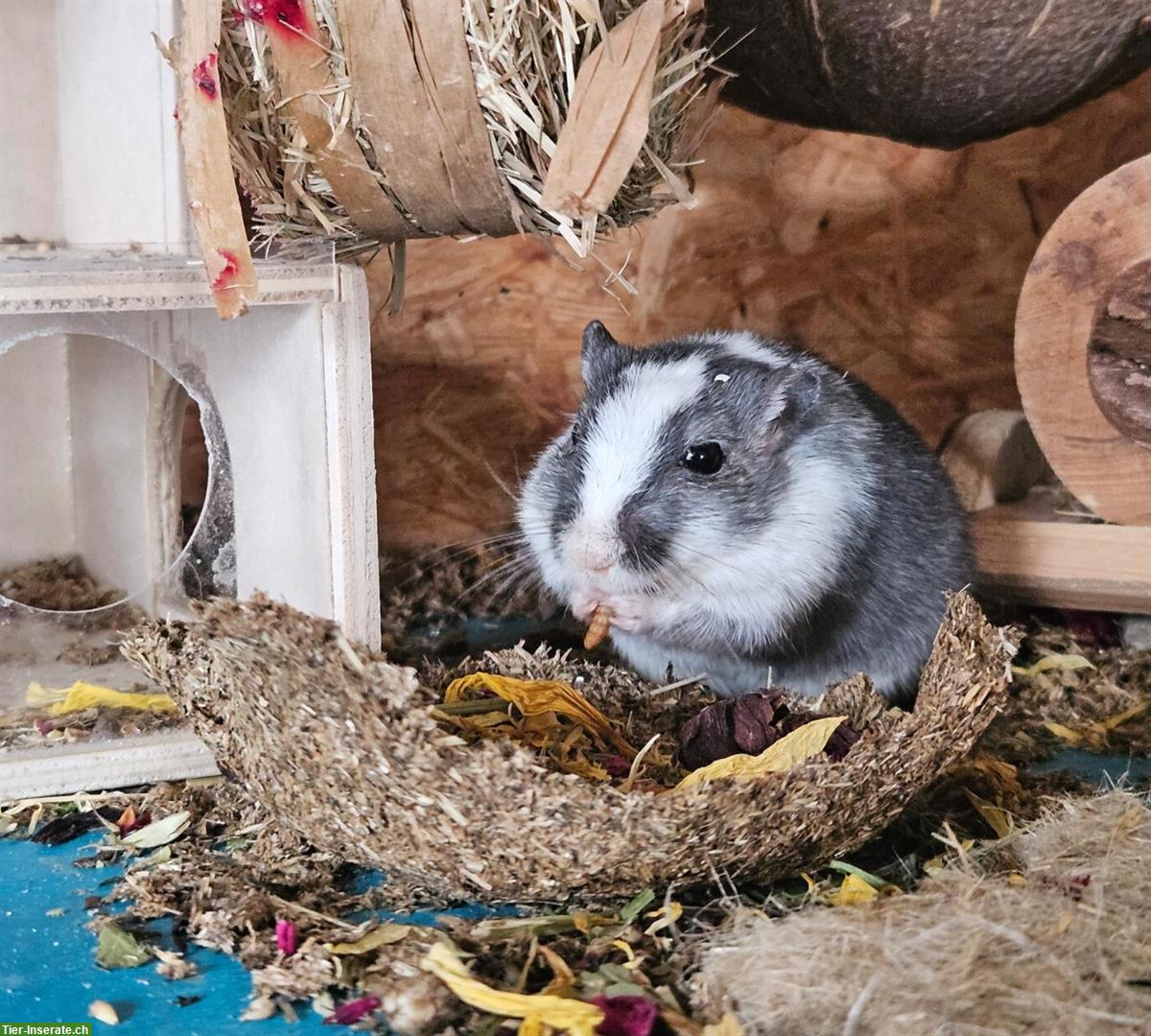 Rennmaus Weibchen GESUCHT für kastriertes Männchen