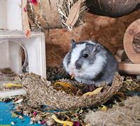 Rennmaus Weibchen GESUCHT für kastriertes Männchen