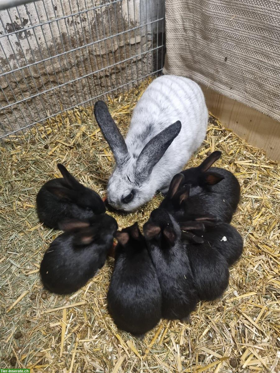 4 Champagne Silber Kaninchen Böcke