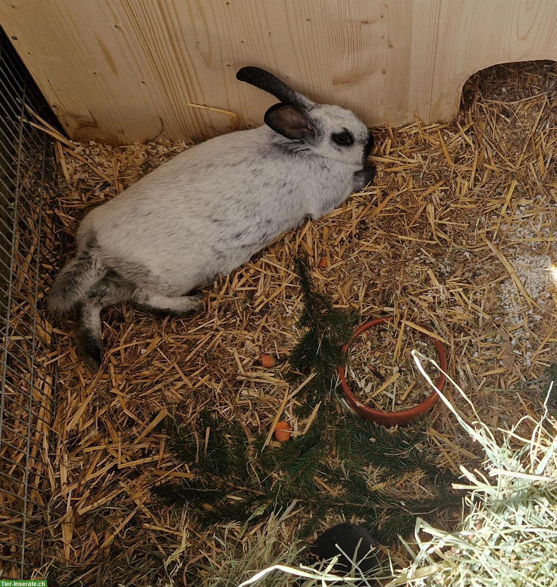 Bild 2: 4 Champagne Silber Kaninchen Böcke