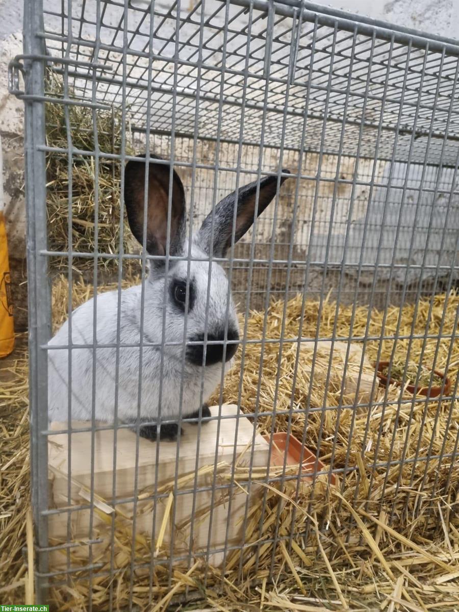 Bild 3: 4 Champagne Silber Kaninchen Böcke