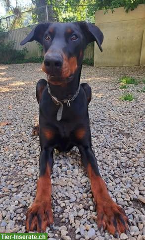 Dobermann-Hündin, 2-jährig, sucht dringend Zuhause