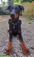 Dobermann-Hündin, 2-jährig, sucht dringend Zuhause