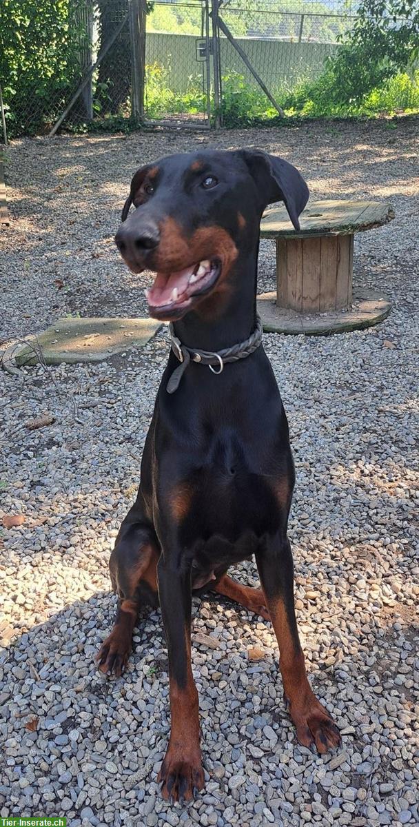Bild 2: Dobermann-Hündin, 2-jährig, sucht dringend Zuhause