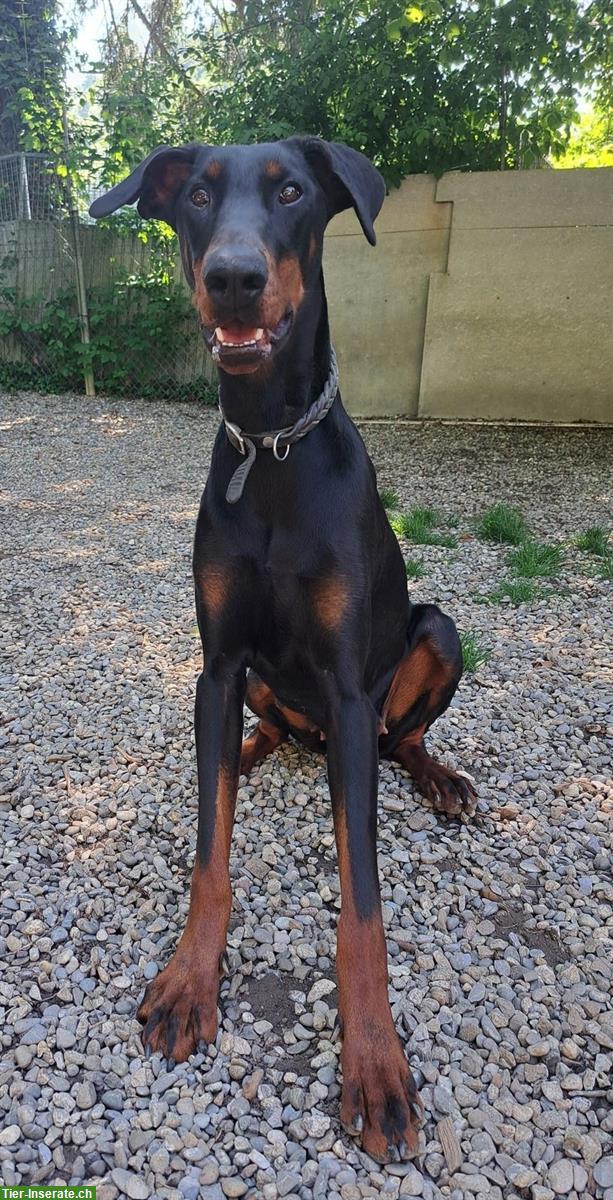 Bild 3: Dobermann-Hündin, 2-jährig, sucht dringend Zuhause