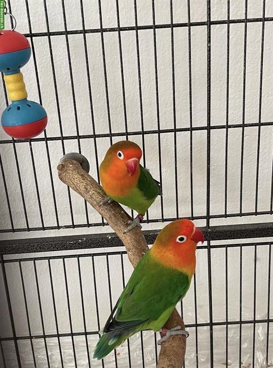 Zwei Pfirsichköpfchen zu verkaufen