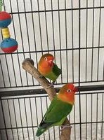 Zwei Pfirsichköpfchen zu verkaufen