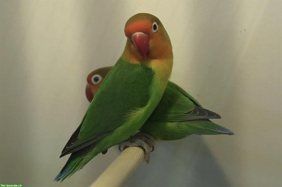 Bild 2: Zwei Pfirsichköpfchen zu verkaufen