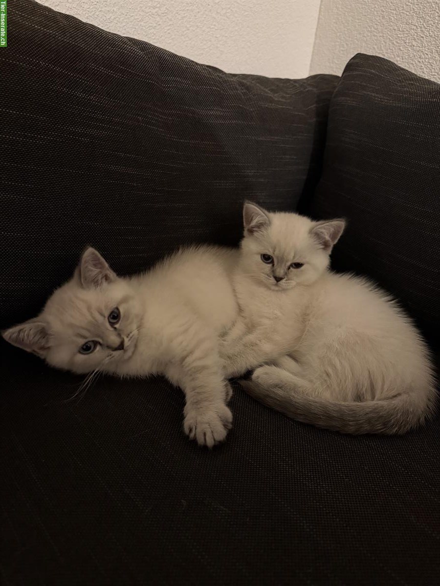 BKH Kätzchen Paar sucht gemeinsames Zuhause