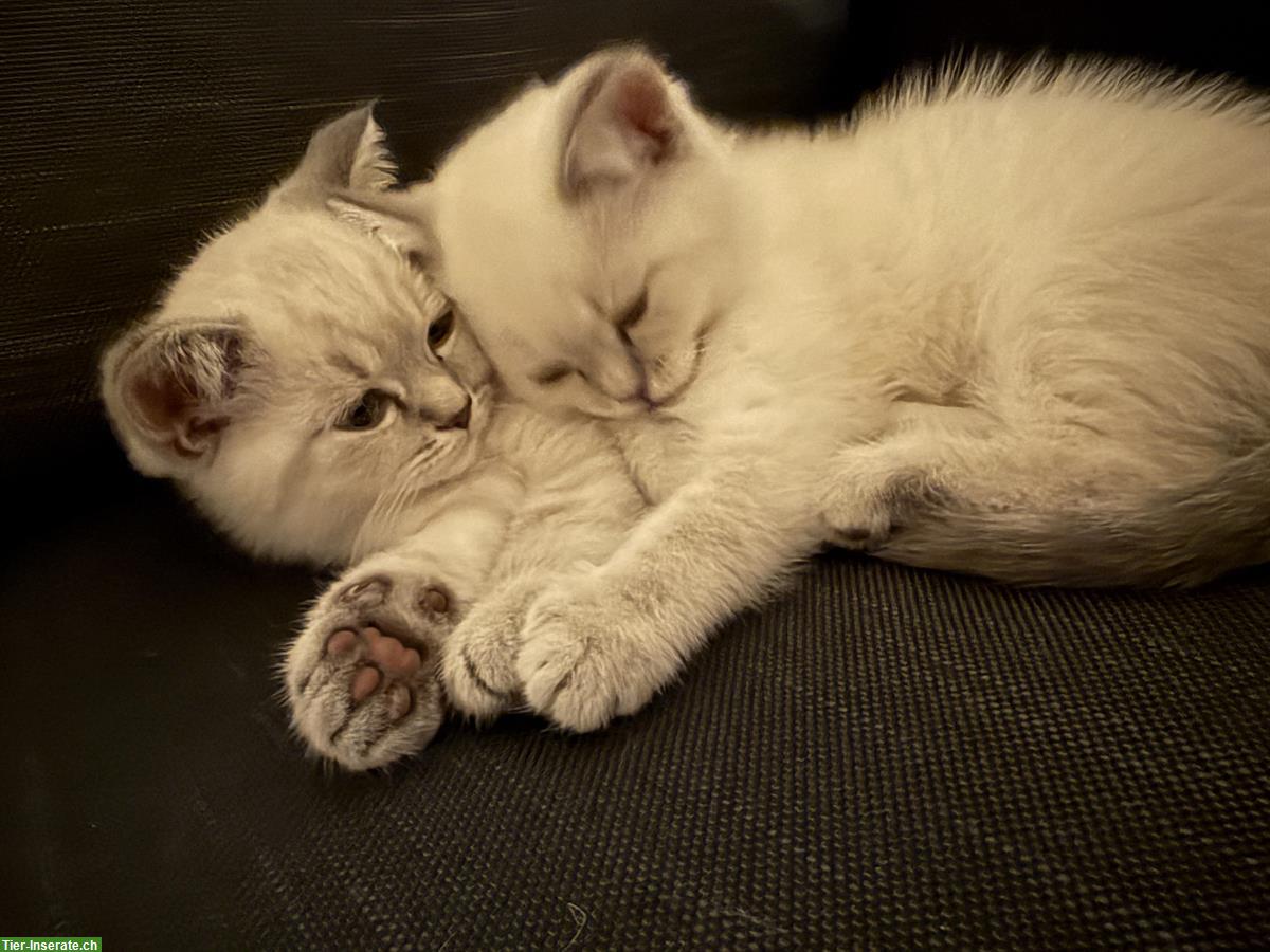 Bild 2: BKH Kätzchen Paar sucht gemeinsames Zuhause