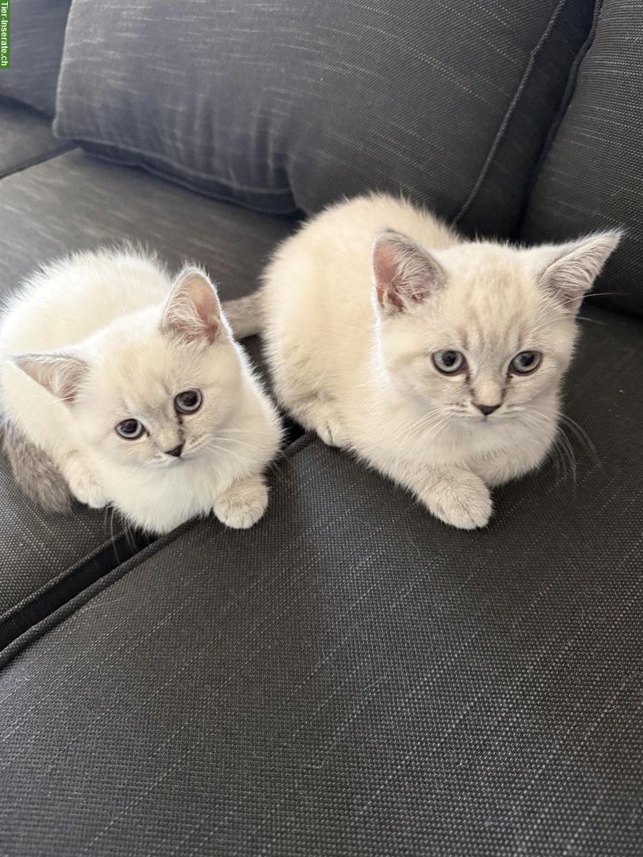 Bild 3: BKH Kätzchen Paar sucht gemeinsames Zuhause