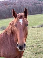 Urfreiberger Zuchstute (2023) zu verkaufen