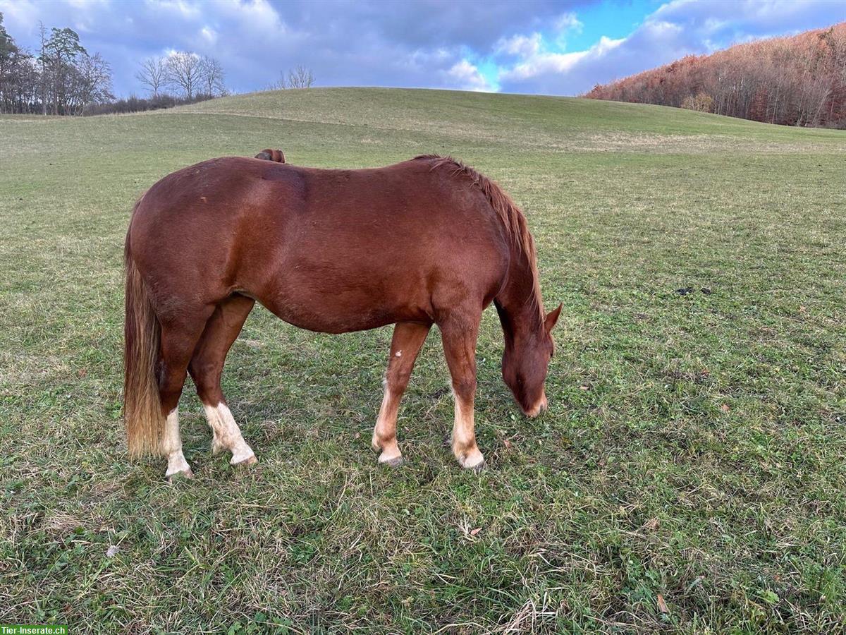 Bild 2: Urfreiberger Zuchstute (2023) zu verkaufen