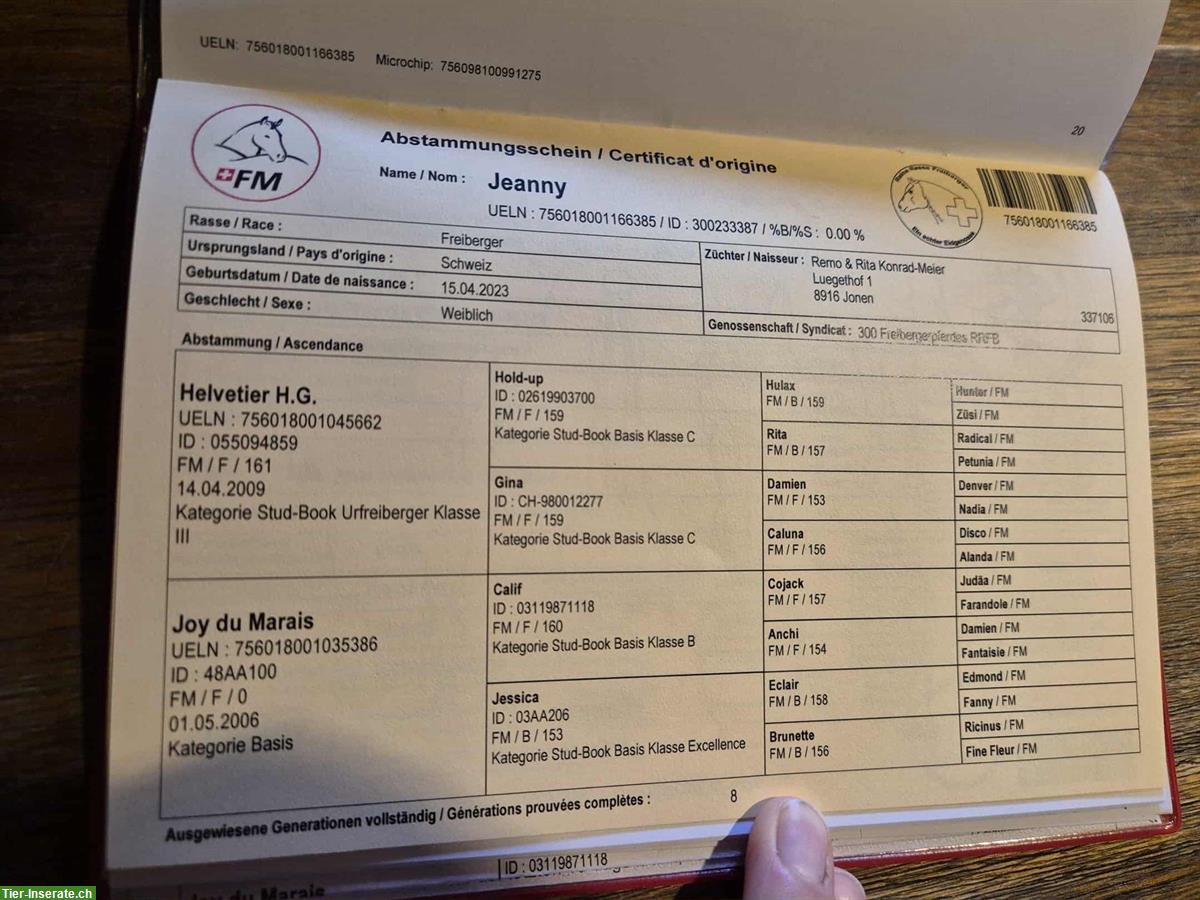 Bild 3: Urfreiberger Zuchstute (2023) zu verkaufen