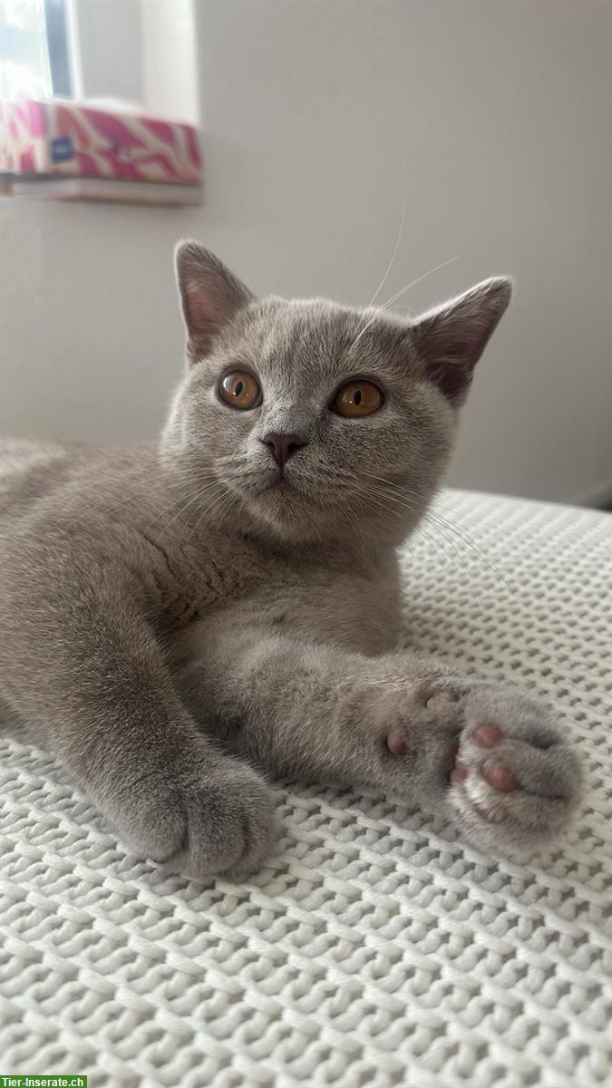 Junge Britisch Kurzhaar Katze / BKH Blue, weiblich