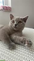 Junge Britisch Kurzhaar Katze / BKH Blue, weiblich
