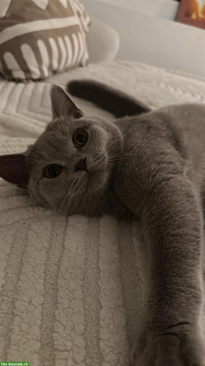 Bild 2: Junge Britisch Kurzhaar Katze / BKH Blue, weiblich