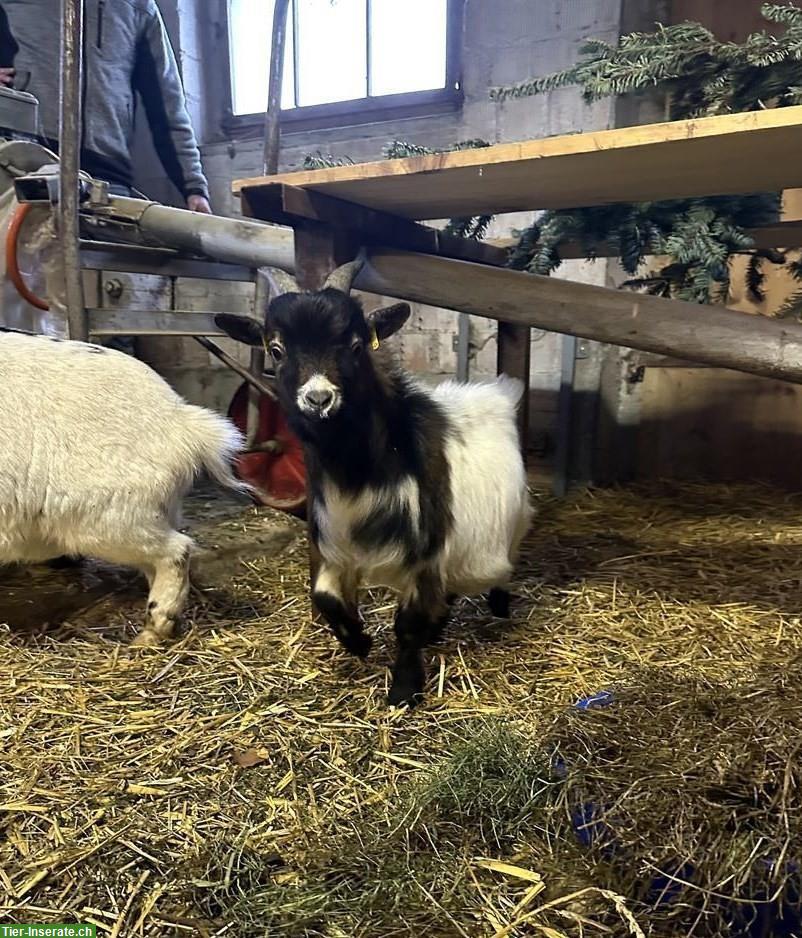 Junger Zwergziegen Zuchtbock zu verkaufen