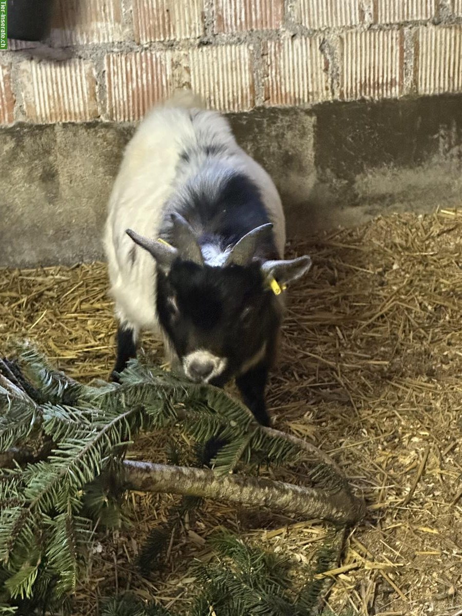 Bild 2: Junger Zwergziegen Zuchtbock zu verkaufen