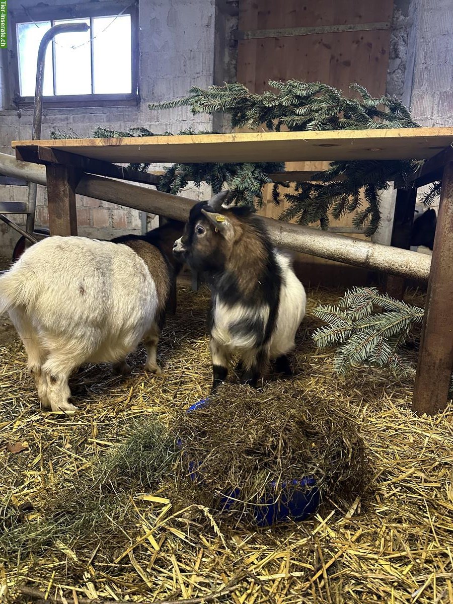 Bild 3: Junger Zwergziegen Zuchtbock zu verkaufen