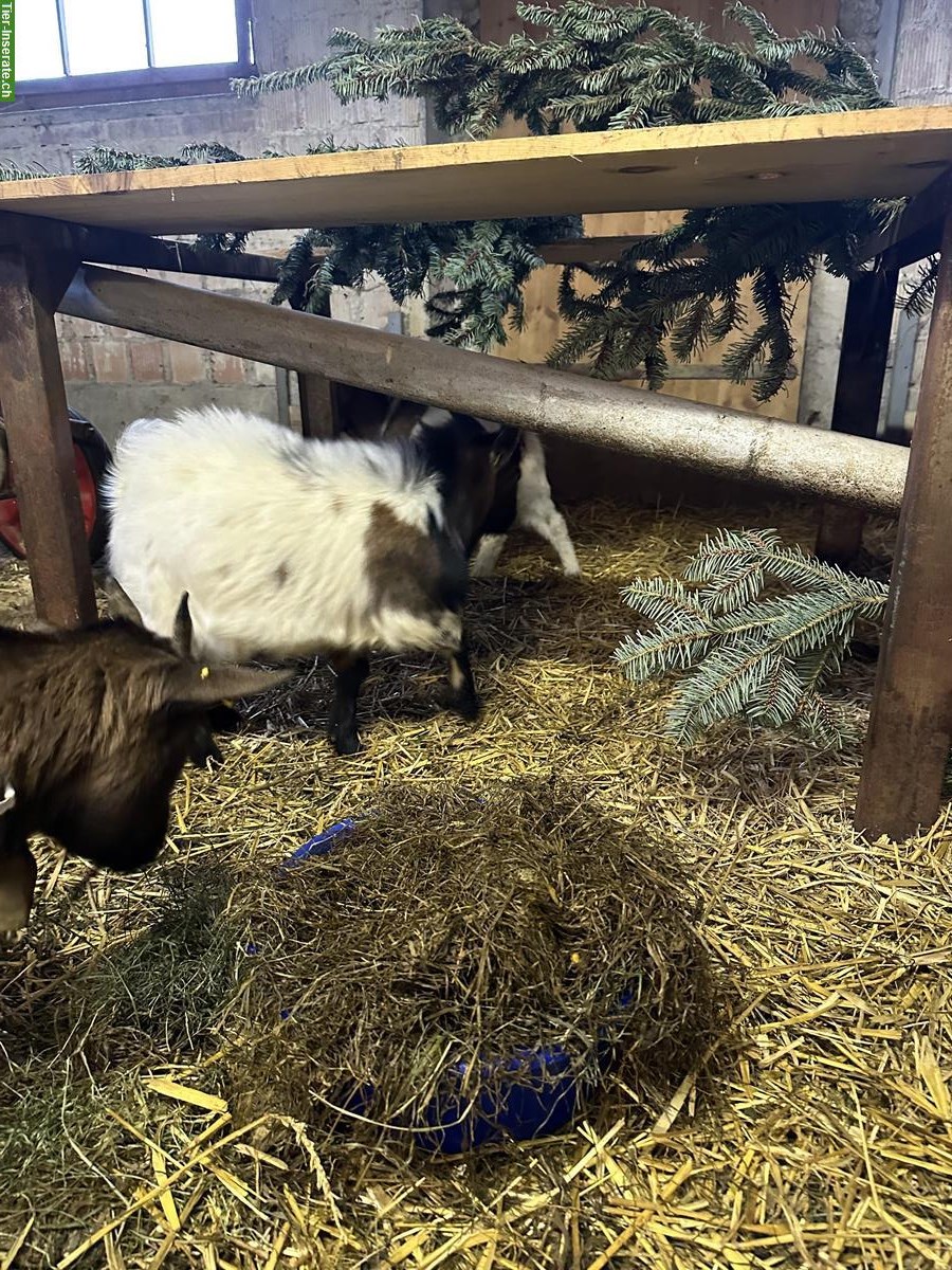 Bild 4: Junger Zwergziegen Zuchtbock zu verkaufen