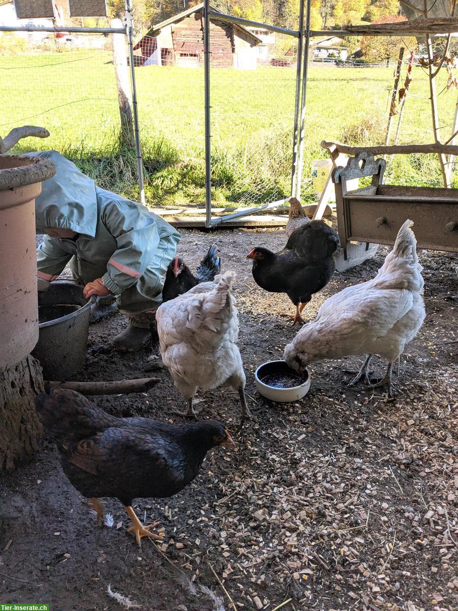 Bild 3: Familie mit Kindern & Tieren sucht nach einem Zuhause