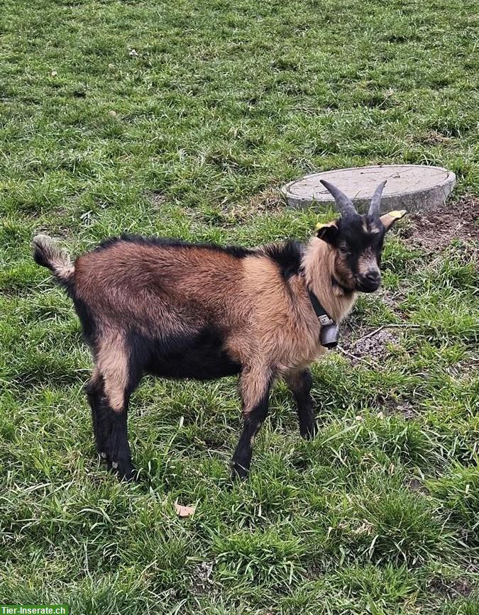 Junger Ziegenbock, Passeirer x gemsfarbige Gebirgsziege